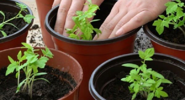 Jak pěstovat a vázat okurky na balkoně nebo parapetu doma